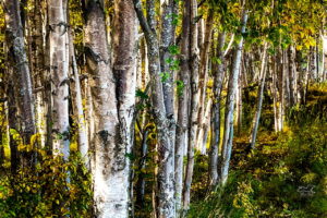 Birch and willow trees make up the majority of the coastal forests in southern Alaska.