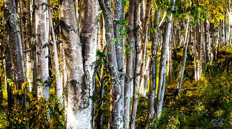 Birch and willow trees make up the majority of the coastal forests in southern Alaska.