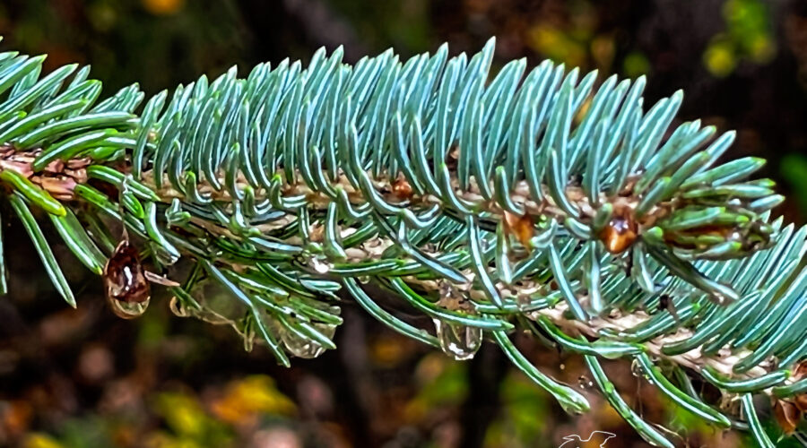 A white spruce branch shines and drips water from the earlier rain.