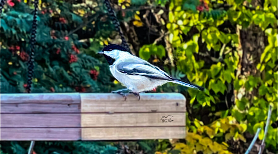 A black capped chickadee enjoys treats at a backyard feeder.