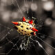 The Spiny Orb Weaver is a Colorful and Beautiful Spider