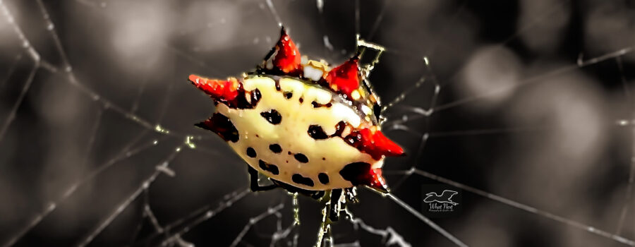 The Spiny Orb Weaver is a Colorful and Beautiful Spider