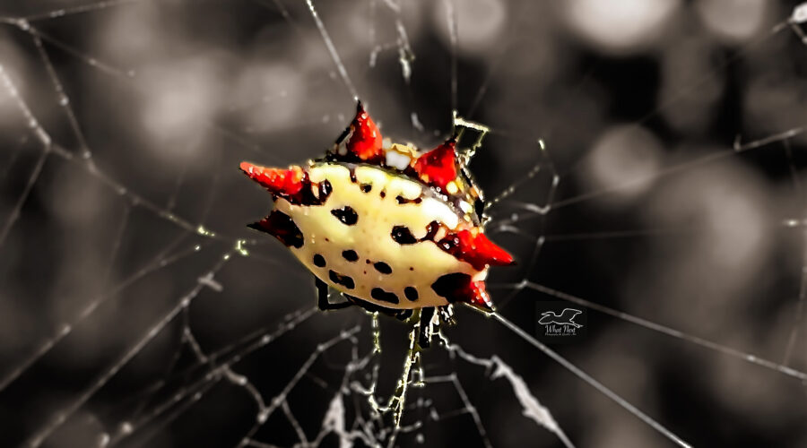 The Spiny Orb Weaver is a Colorful and Beautiful Spider
