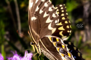 These large swallowtail butterflies are common visitors to fall flowers in central Florida.
