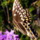 The Beautiful Palamedes Swallowtail Loves Fall Flowers