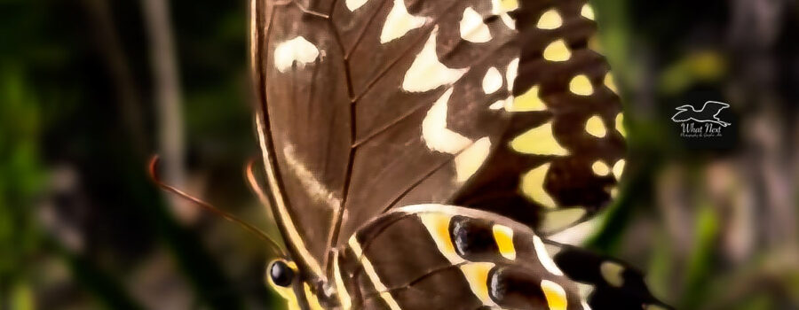 These large swallowtail butterflies are common visitors to fall flowers in central Florida.