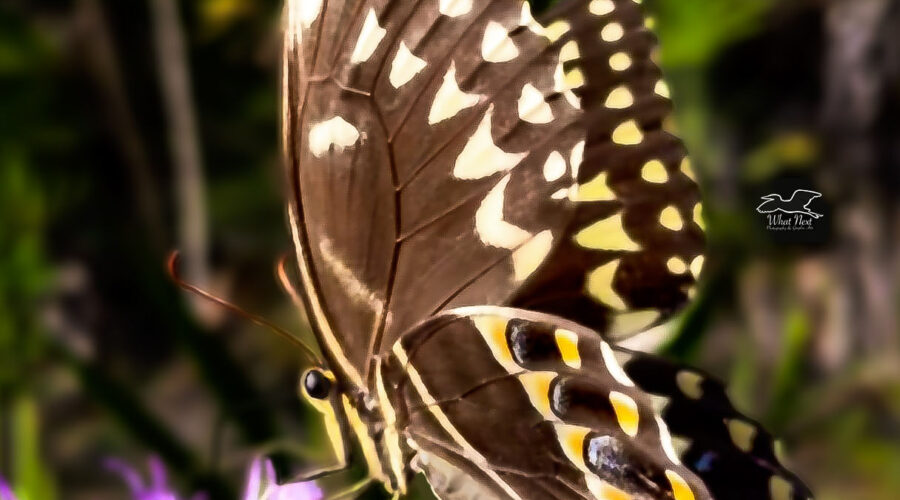 These large swallowtail butterflies are common visitors to fall flowers in central Florida.