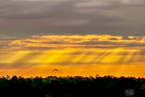 The sky glows with golden sun rays over the central Florida woods.
