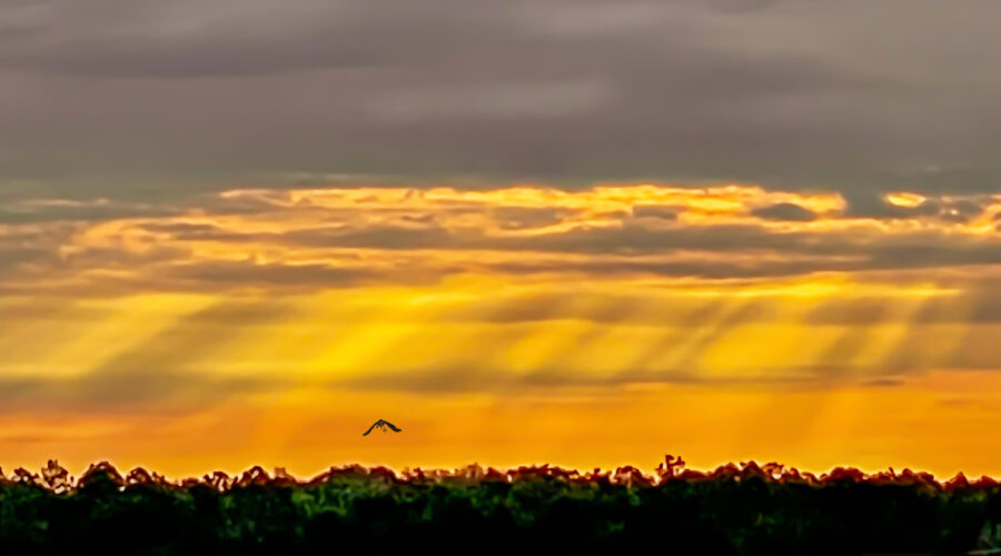 The sky glows with golden sun rays over the central Florida woods.