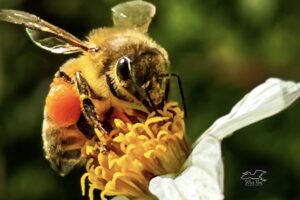 Honey bees are very industrious little creatures and that industry also makes them wonderful pollinators.