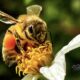 Honey Bees are Great Pollinators Because They Work Hard