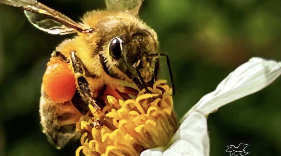 Honey bees are very industrious little creatures and that industry also makes them wonderful pollinators.