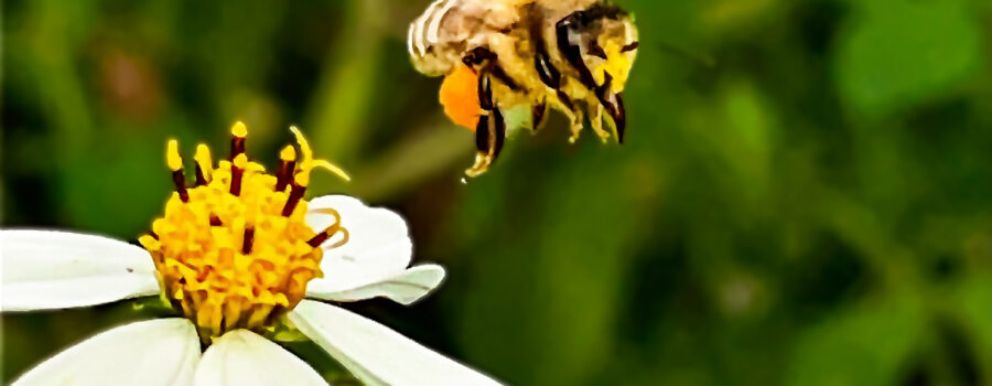 A honey bee heads back to the hive with a large load of orange pollen in it’s leg pouches.