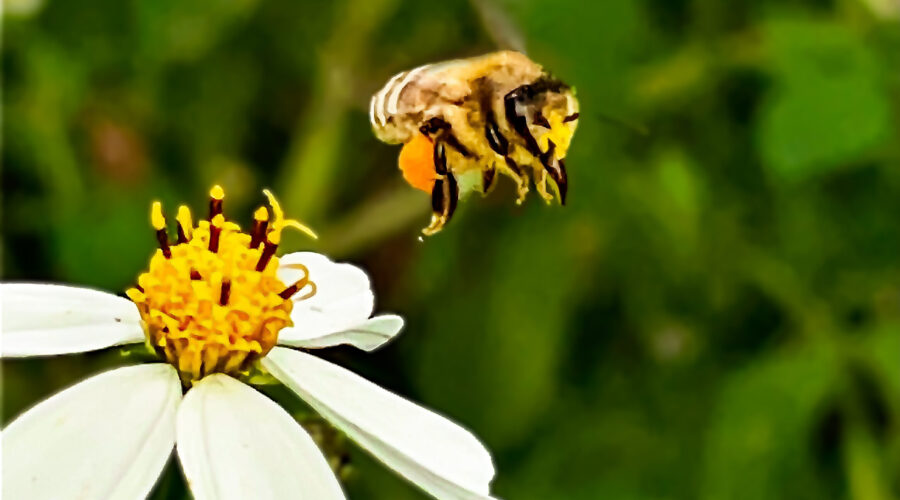 A honey bee heads back to the hive with a large load of orange pollen in it’s leg pouches.