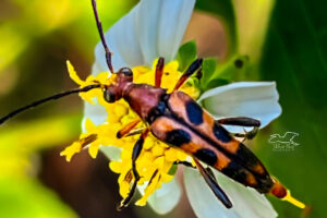 A top down view of a slender flower longhorn beetle shows off its beautiful orange and black colors.