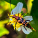 The Slender Flower Longhorn Beetle is a Beautiful Fall Pollinator