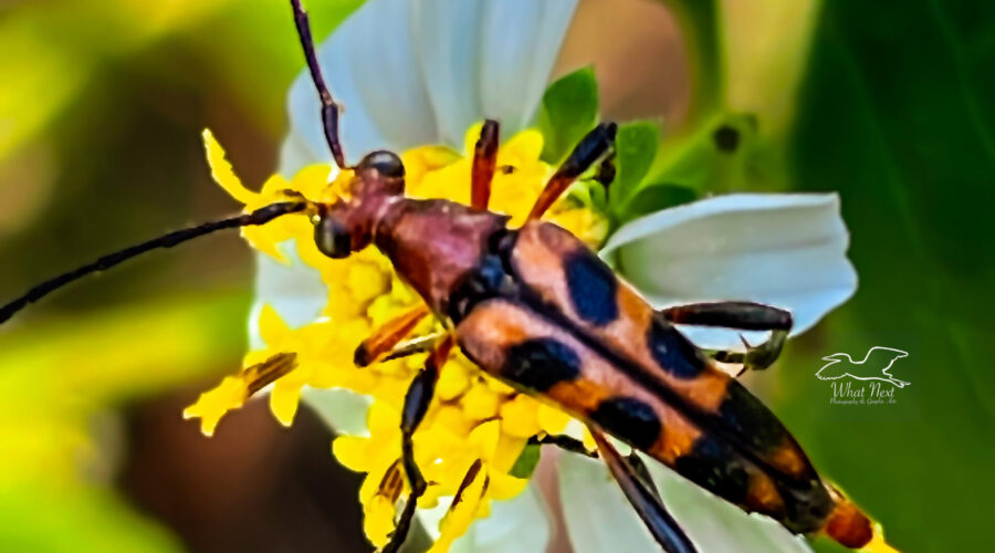 A top down view of a slender flower longhorn beetle shows off its beautiful orange and black colors.