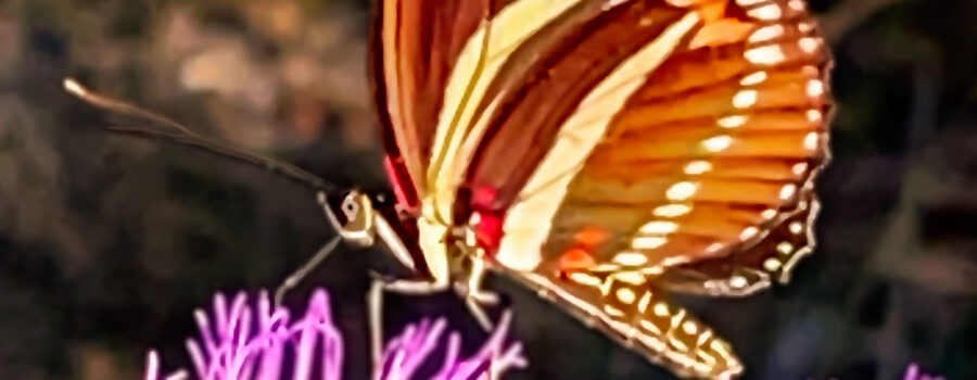 The zebra longwing is the state butterfly of Florida.