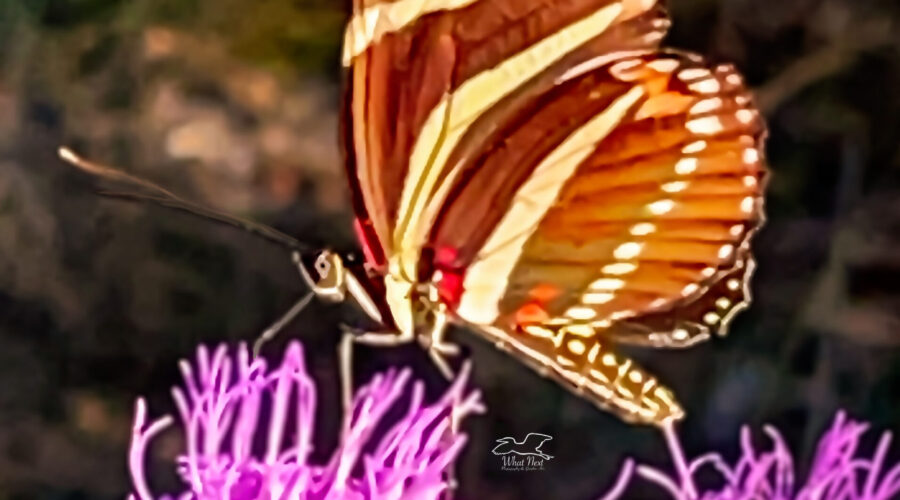 The zebra longwing is the state butterfly of Florida.