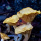 The Beautiful Ringless Honey Mushroom Is Common After Autumn Rains