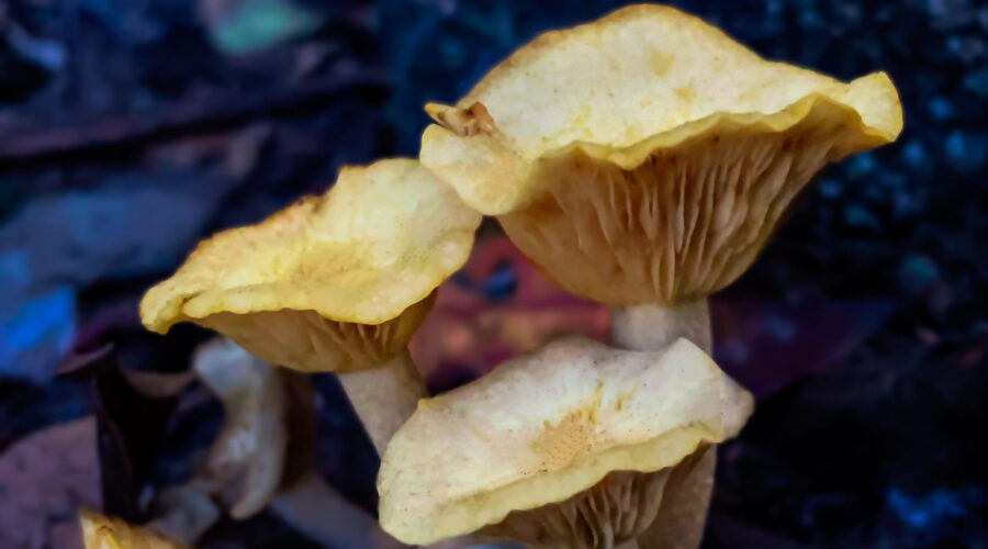 Mushrooms and other fungi grow like crazy after storms that bring plenty of rain.