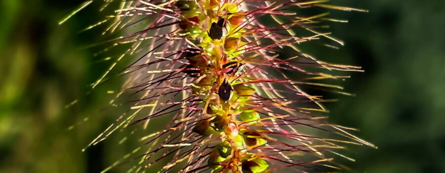 Marsh bristlegrass is one of many colorful grasses producing seeds in the fall.