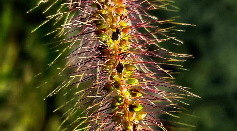 Marsh bristlegrass is one of many colorful grasses producing seeds in the fall.