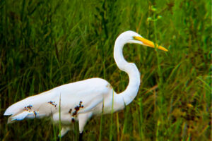 A great egret stalking it’s prey at the edge of a swampy area.