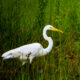 The Beautiful Great Egret is a Common Bird Worldwide