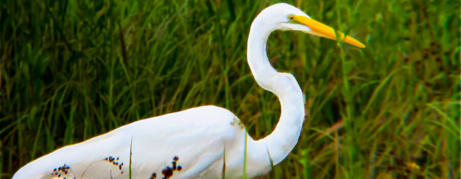A great egret stalking it’s prey at the edge of a swampy area.