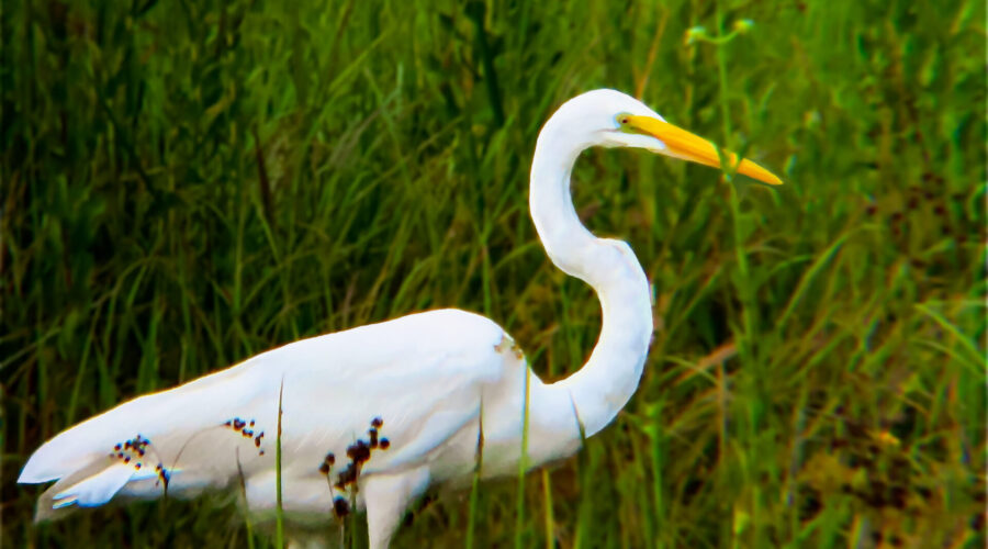 A great egret stalking it’s prey at the edge of a swampy area.