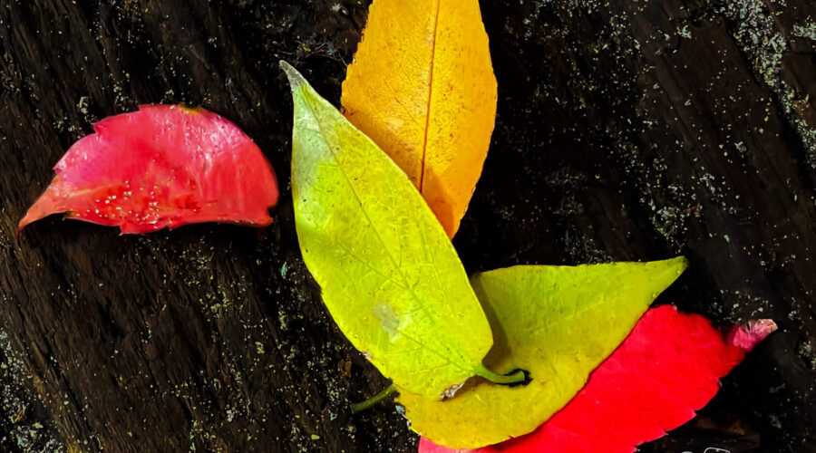 Colorful leaves have fallen on the wooden deck, signifying that it’s definitely fall in Florida.