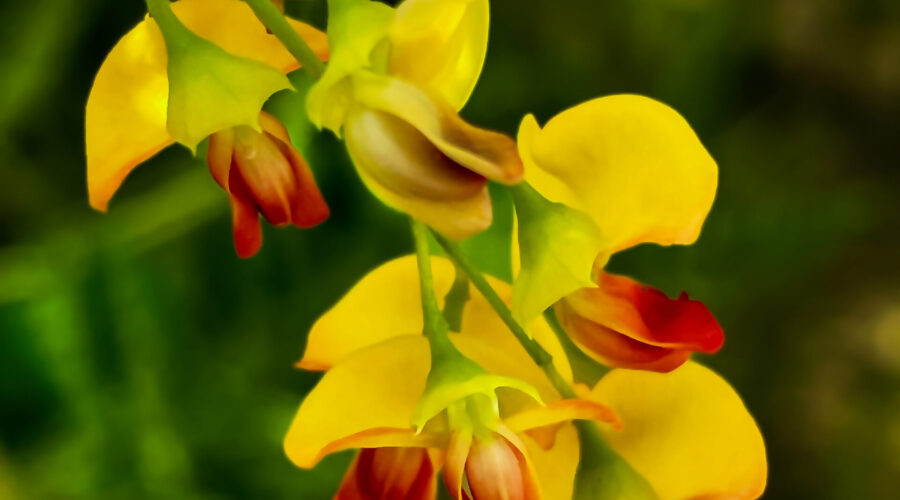 An array of bagpod flowers show themselves beautifully with their brilliant colors.