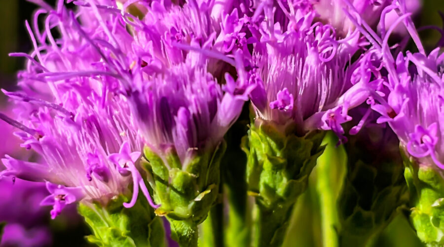 Florida paintbrush is native to only peninsular Florida, Georgia, and South Carolina.