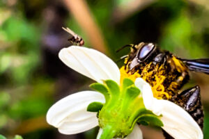 A fly stands by while a carpenter-mimic leafcutter bee feeds from a blackjack flower.