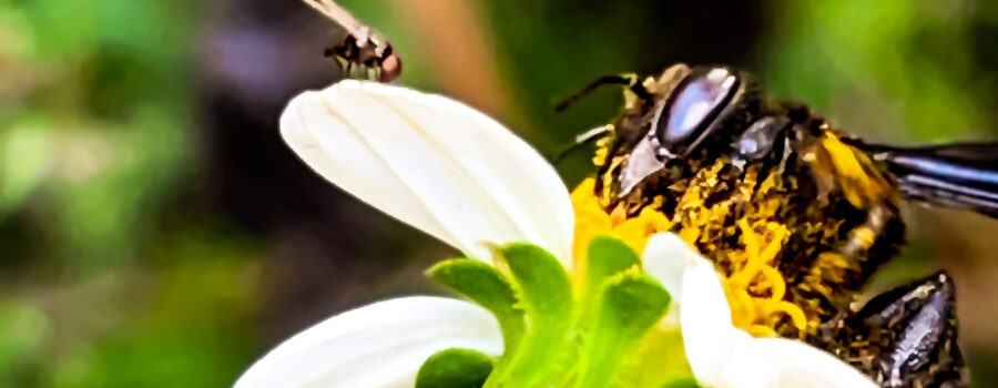 A fly stands by while a carpenter-mimic leafcutter bee feeds from a blackjack flower.