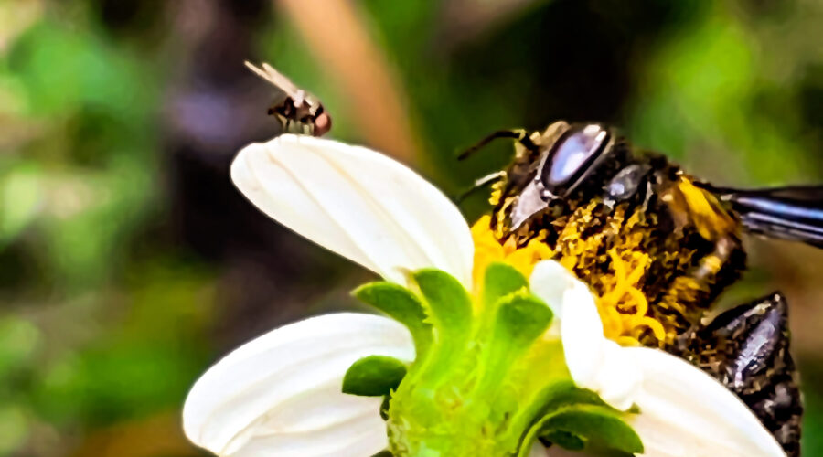 A fly stands by while a carpenter-mimic leafcutter bee feeds from a blackjack flower.