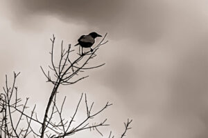 A lone American crow stands guard while the rest of the flock feeds nearby.