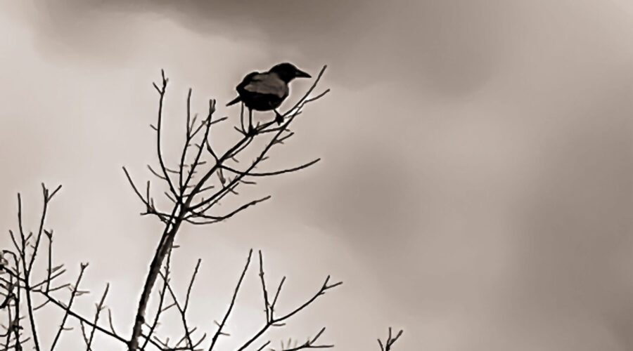 A lone American crow stands guard while the rest of the flock feeds nearby.