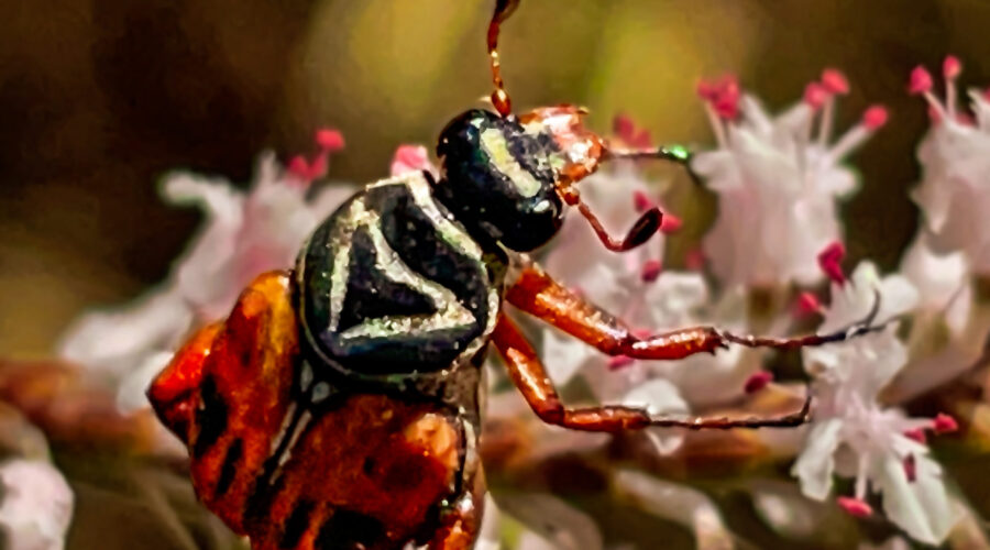 Delta flower scarab beetles feed on the pollen and nectar of many different plant species.