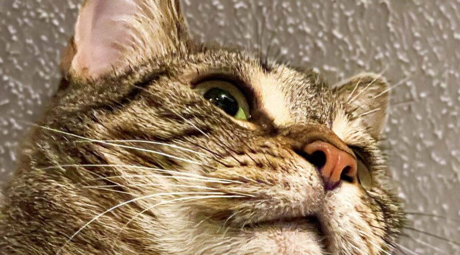 Handsome boy Kai adopted me about two years ago and has become a great companion.