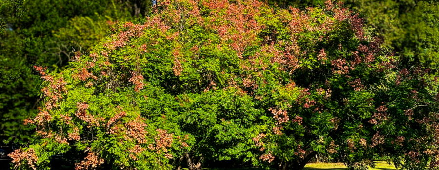 The golden Raintree is native to China and parts of Asia.