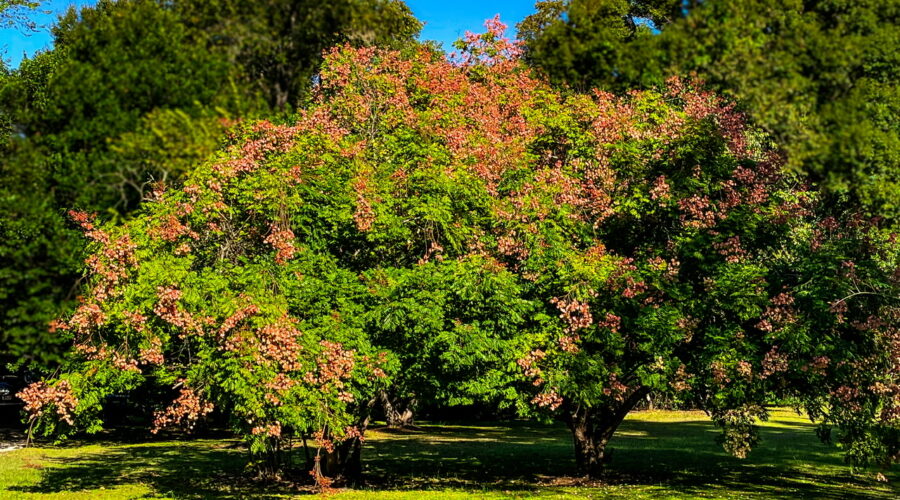 The golden Raintree is native to China and parts of Asia.