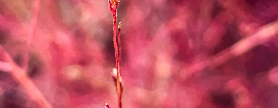 Purple love grass can produce hundreds of small flowers that cast a reddish purple color everywhere.