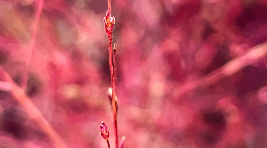 Purple love grass can produce hundreds of small flowers that cast a reddish purple color everywhere.