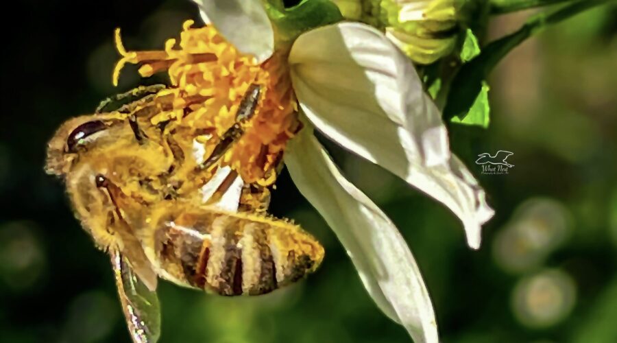 Bees can easily hang from a drooping flower in order to get to nectar and pollen.