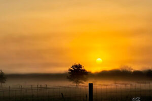 Sunrise on a foggy morning can be very pretty, especially over an open cow field.