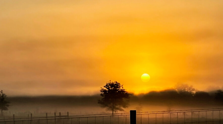 Sunrise on a foggy morning can be very pretty, especially over an open cow field.