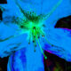 An Unusual Image of the Blue Azalea is Very Colorful