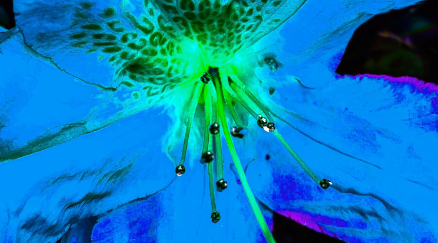 A closeup image of a blue azalea flower was achieved by making some color changes in a pink flower.